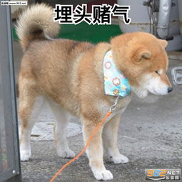 别演了我都看出来了表情包施主请回老衲实在是没空啊柴犬表情包下载乐游网游戏下载