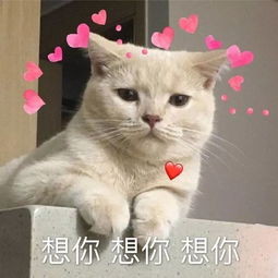 可爱小猫表情包
