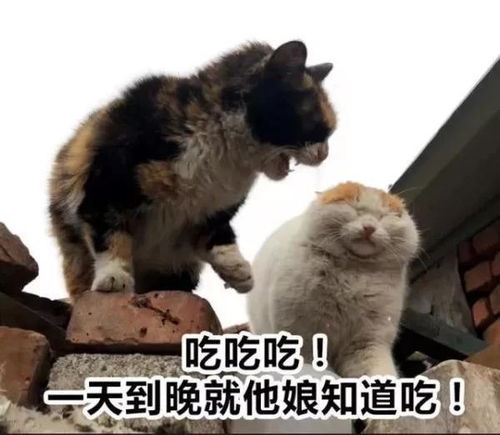 表情包男生手机的那些搞笑表情图,网友最后一个高能
