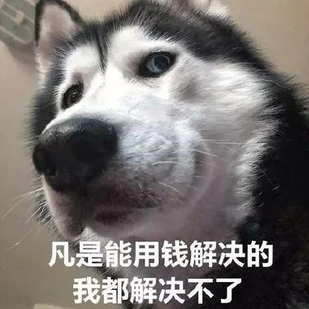 沙雕狗狗表情包来袭,赶紧收起来