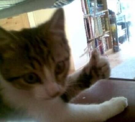 搞笑猫咪竖起了大拇指表情包,老哥稳