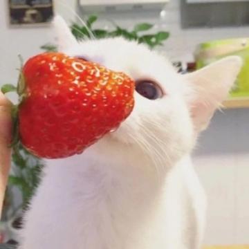 可爱猫咪头像高清萌萌哒2020微信萌宠头像猫咪呆萌
