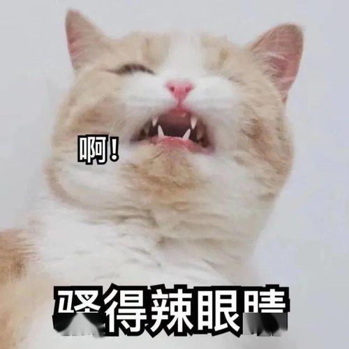 有趣搞笑的沙雕表情包,赶紧收图