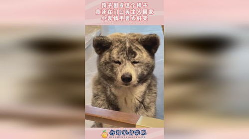 狗子困成这个样子,竟还在门口等主人回家,小表情不要太好笑