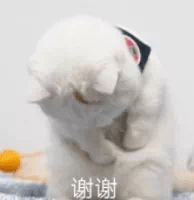 用了医保还要付钱个人自费和个人自付有啥区别