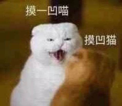 热门斗图表情包丨累得像个憨包