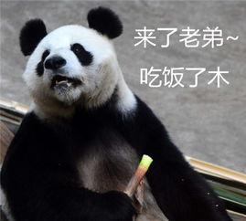 最近戏精熊猫表情包火了别理我,让我一个熊安静一会儿