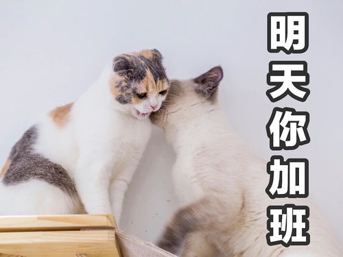 一组猫片表情包送给长豆鹅