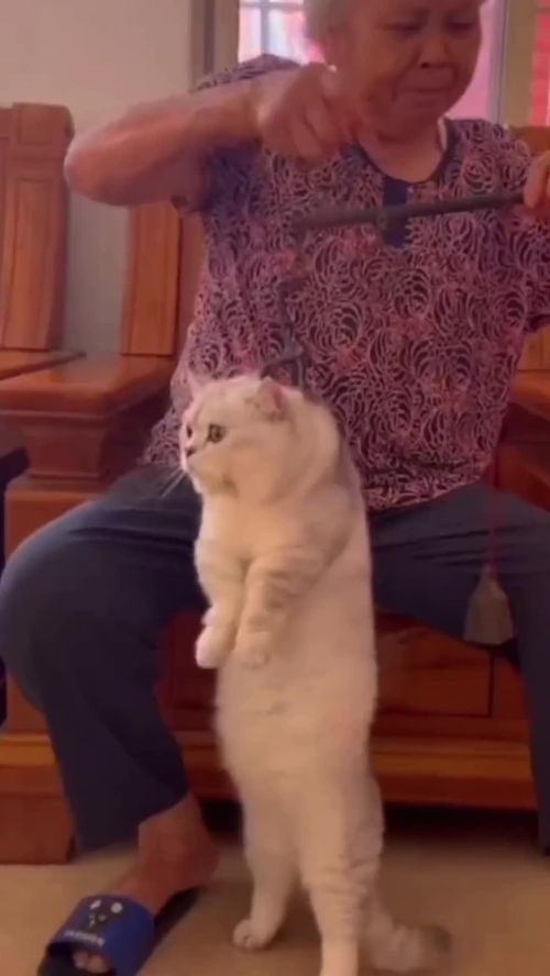 奶奶养大的猫儿,抱都抱不动了,真是太壮了抱着