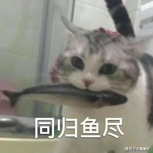 搞笑表情包图片搞笑我现在只想搞钱