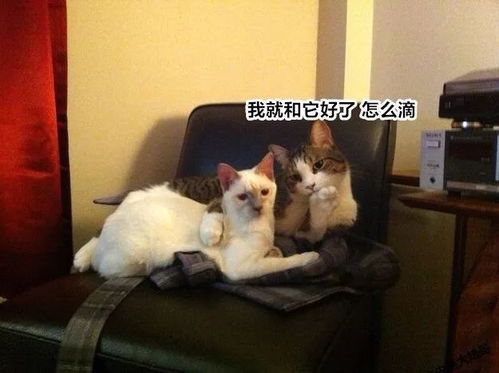 居然在家偷偷做这件事,结果被主人撞见
