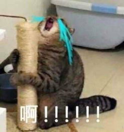 搞笑的猫咪表情包31张,拿去折腾男朋友吧