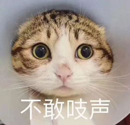 世界上最致命的猫