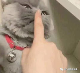 表情超凶猫咪走红网络,网友大笑小岳岳是你吗