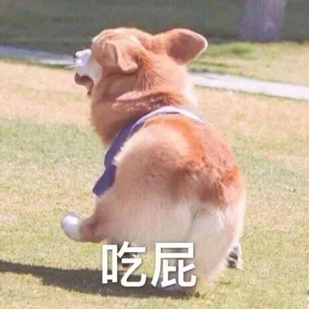 沙雕狗狗在线营业