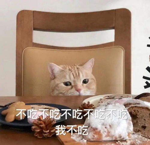 猫猫表情包合集你是猪头吗