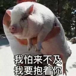 猪的搞笑图片表情情侣头像