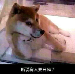 doge日了狗了表情包
