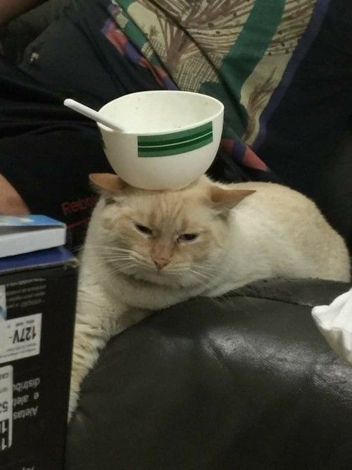 大妈偷猫粮煮粥吃中毒了,报警说有人投毒,结局大反转