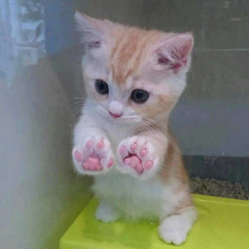 介只猫样子有点违规啊,不可描述哈哈哈哈
