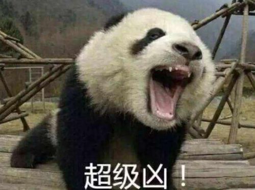 狮子和老虎为何不吃大熊猫熊猫请查一下老子以前叫啥