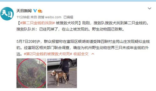 真加班狗聚众舔福豹打工人的那些事