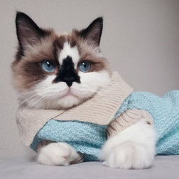 卡通情侣头像猫可爱萌猫