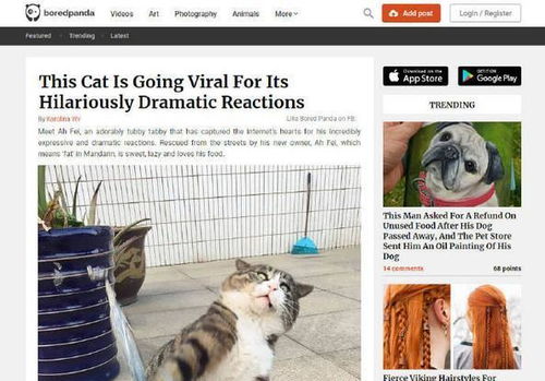 猫咪表情包搞笑守国
