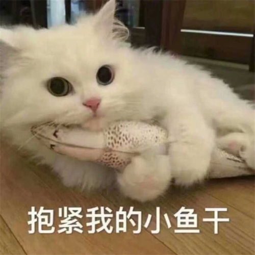 沙雕猫猫表情包