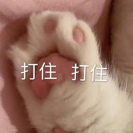 搞笑表情包人家是正经小猫咪
