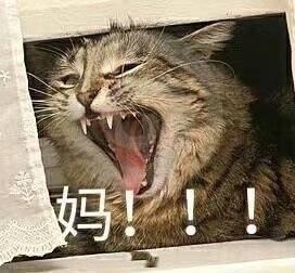 猫咪跟妈妈要生活费表情包妈,我没钱啦