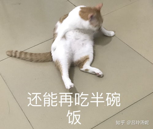有没有沙雕橘猫的头像或表情包