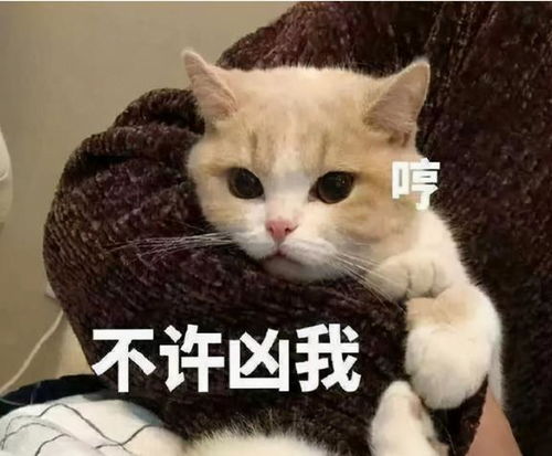 猫咪讨厌你,会有这些行为,真的藏不住