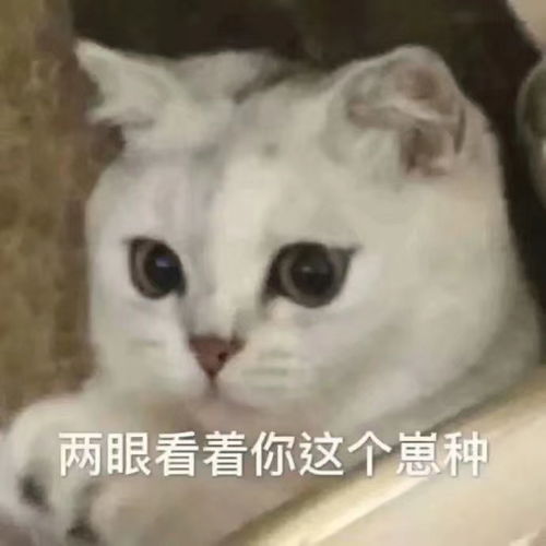 有趣的憨憨文案2