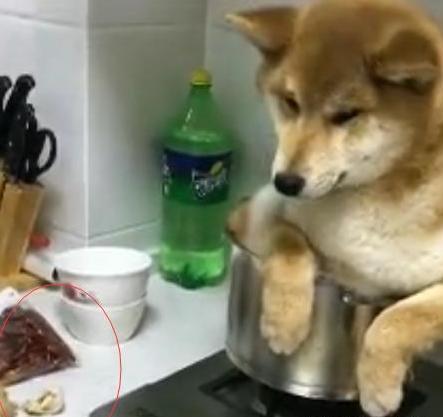 柴犬调皮爱拆家,主人生气把它放进锅里炖了,小表情太委屈了