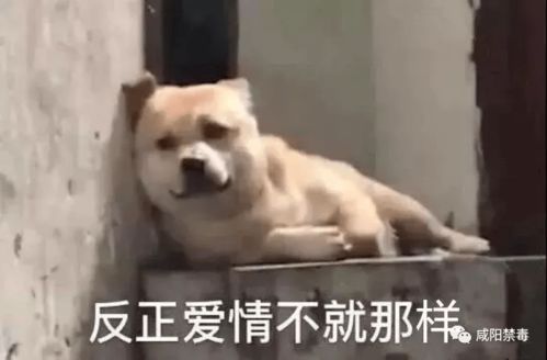 各种搞笑表情包好奇