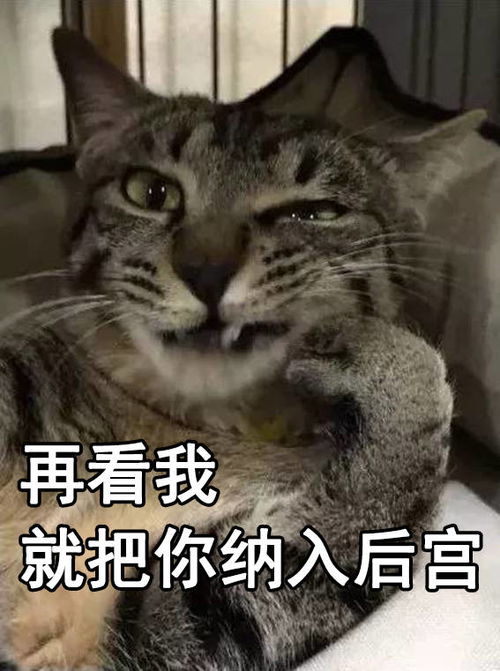 渣猫爱不爱表情包猫咪与渣女表情包真是绝配啊