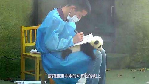 奶爸把熊猫宝宝当成桌垫,熊猫宝宝的表情,让大家忍俊不禁