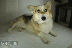 爆笑动态图这个画面是我多年来的梦想第1354期
