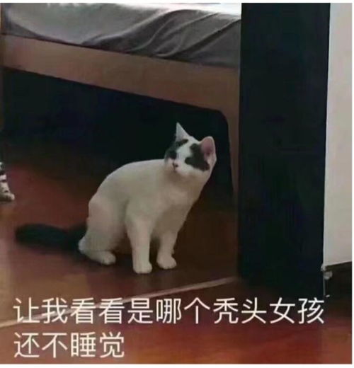 有哪些珍藏许久的表情包