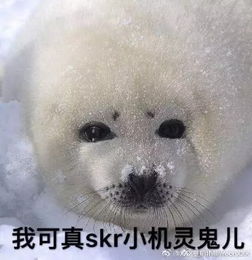 我看你是中暑了每天都在沙雕表情包的边缘试探的动物界