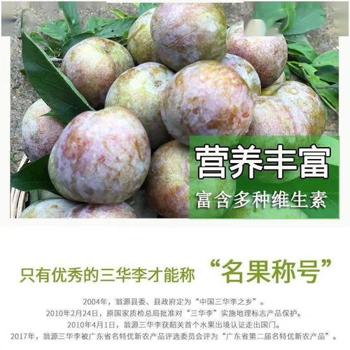 广东省内包邮68元起抢正宗翁源三华李,色质艳丽,个大肉厚,脆甜爽口下单