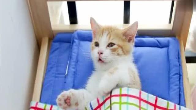 小橘猫睡的正香,忽然被主人叫醒,猫咪的表情萌翻了