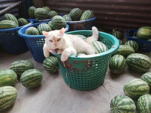在路边遇到一只卖西瓜的猫老板,想买,但看它表情不太友好