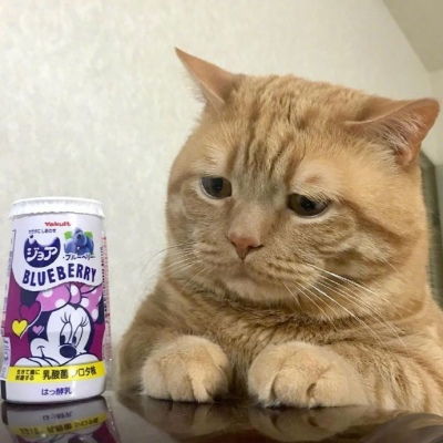 现实版吃货猫咪头像,喵星人搞笑微信动物图片头像