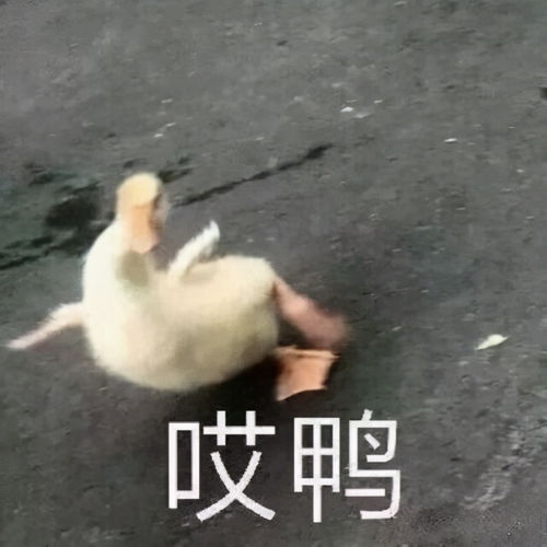 搞笑图片表情包可收藏使用手动狗头