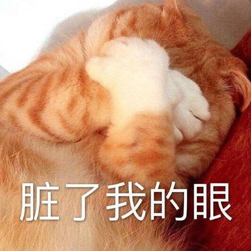 斗图表情包合集我这个悲伤的美丽女人