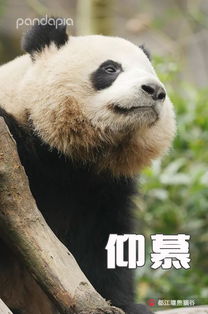 让人一秒变开心的熊猫表情包,你get到了吗