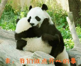 熊猫滚滚表情包,阅读一分钟,开心一整天,超值