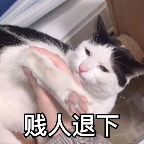 猫咪表情包我等的喵在多远的未来养猫
